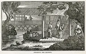 Cocoon: Chinese silk - cleaning the cocoons
