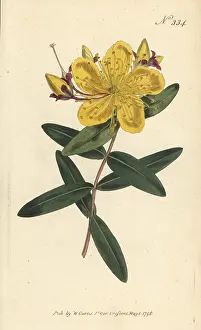 William Curtis: Chinese St. John's-wort, Hypericum monogynum