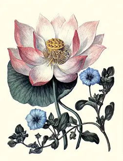 Sydenham: Chinese Water Lily & Trailing Solana