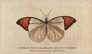 1798 1802: Chinese white, black and red butterfly