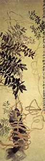 Changshuo: Chinese Wisterias