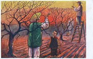 Clippers: Chinese workers pruning trees, California, USA