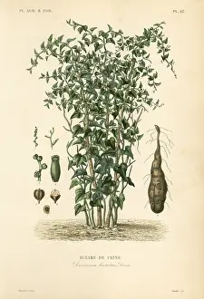 Oudet: Chinese yam or cinnamon-vine, Dioscorea polystachya