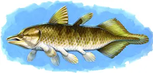 Lobe: Chinlea, an extinct lobe-finned fish from the Triassic ?