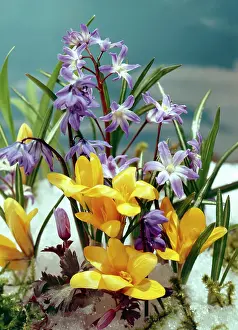 Clump: Chinodoxa and Yellow Crocus in snow