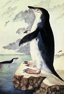 Swims: Chinstrap or Bearded Penguin, Pygoscelis antarctica