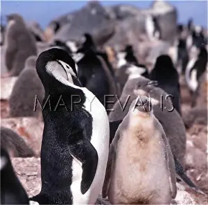 Chinstrap: CHINSTRAP PENGUINS