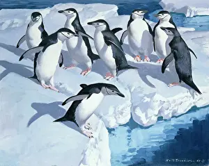 Chinstrap Penguins " on ice floes