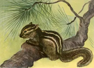 Crouches: Chipmunk in Tree