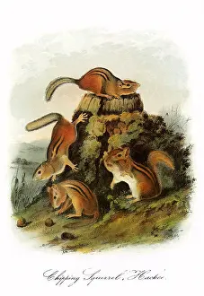 Acorns: Chipmunks