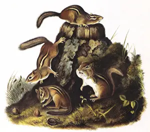 Cheeks: Chipmunks on Stump