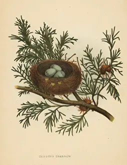 Passerina: Chipping sparrow, Spizella passerina