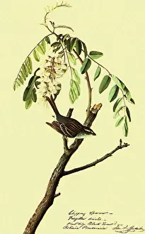 Sparrow: Chipping Sparrow, Spizella passerina