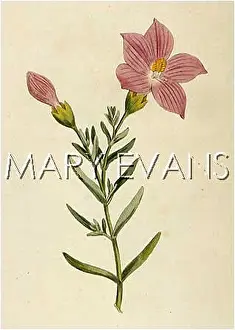 Shrubby: CHIRONIA FRUTESCENS