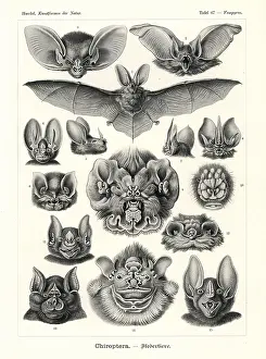 Glitsch: Chiroptera bat heads and faces