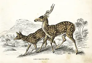 Maculatus: Chital or cheetal, Axis axis