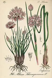 Allium: Chives, Allium schoenoprasum