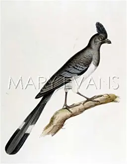 Leucogaster: CHIZAERLIS LEUCOGASTER