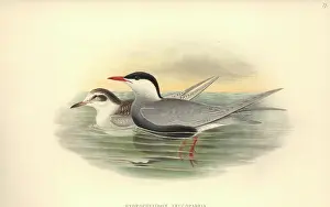 Tern: Chlidonias hybrida, whiskered tern