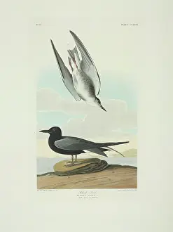 Chlidonias: Chlidonias niger, black tern