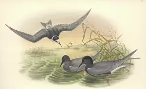 Tern: Chlidonias niger, black tern