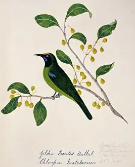 Fronted: Chloropsis aurifrons, golden-fronted leafbird