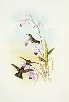 Locomotion: Chlorostilbon alice, green-tailed emerald