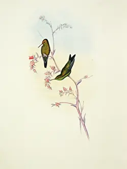 Trochilidae: Chlorostilbon angustipennis, Columbian emerald