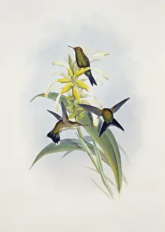 Locomotion: Chlorostilbon canivetii, Canivet's emerald