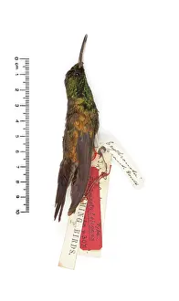 Elegans: Chlorostilbon elegans, Gould's Emerald