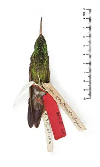 Elegans: Chlorostilbon elegans, Gould's Emerald