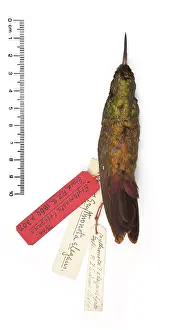 Elegans: Chlorostilbon elegans, Gould's Emerald