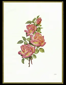 Budding: Chocolate box design, four pink roses