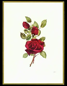 Budding: Chocolate box design, three red roses