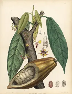 Theobroma: Chocolate or cocoa tree, Theobroma cacao