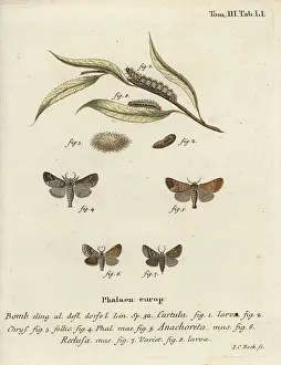 Esper: Chocolate-tip moths