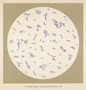 Ailments: CHOLERA VIBRIO