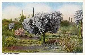 Cholla: Cholla Cactus - Arizona, USA