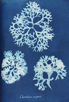 Atkins: Chondrus crispus
