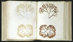 Alga: Chondus cripus, carrageen moss
