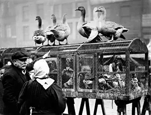 Cages: Choosing Christmas dinner, Manchester