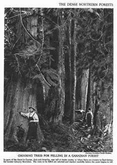 Jessica Talmage Collection: Choosing trees for felling