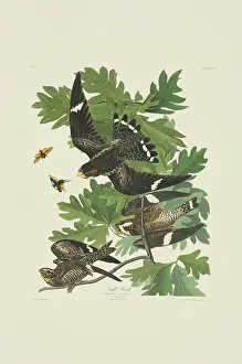 Nighthawk: Chordeiles minor, common nighthawk