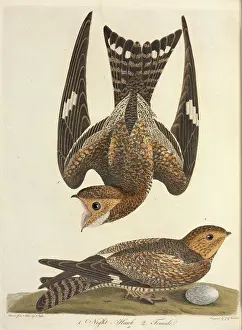 Hand Coloured: Chordeiles minor, Common nighthawk