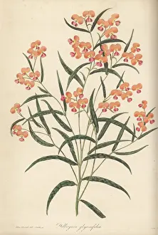 New South Wales: Chorizema glycinifolium