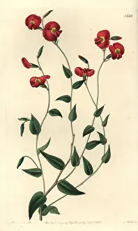 Ovate: Chorizema ovatum
