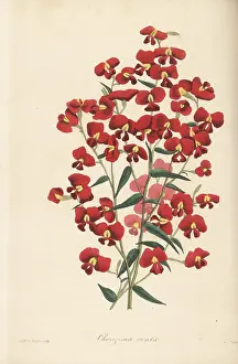 Volume 4: Chorizema ovatum