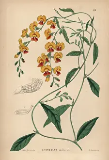 Showy: Chorizema variety