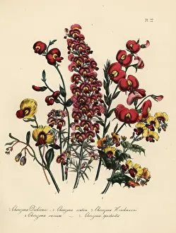 Dicksons: Chorozema species