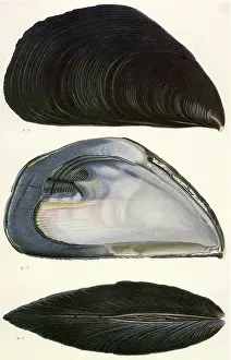 Seashell: Chorus Mussel